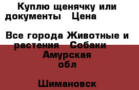 Куплю щенячку или документы › Цена ­ 3 000 - Все города Животные и растения » Собаки   . Амурская обл.,Шимановск г.